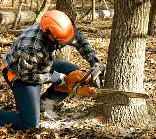 Tree Removal in Denmark, ME